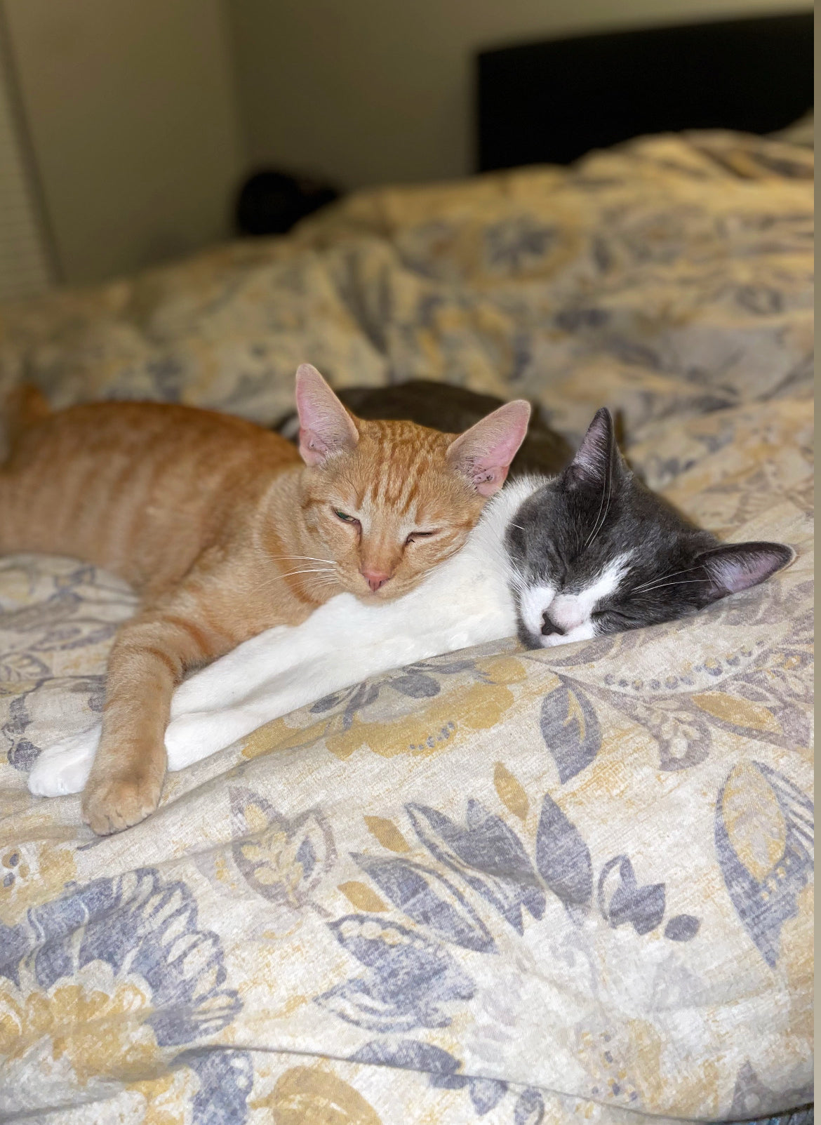 Sleepy Kitties - Framed Original Watercolor