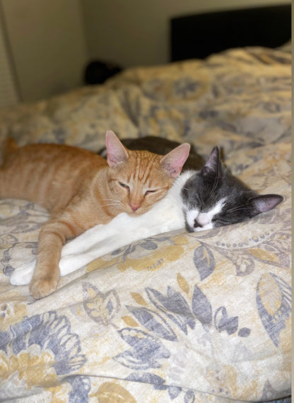 Sleepy Kitties - Framed Original Watercolor